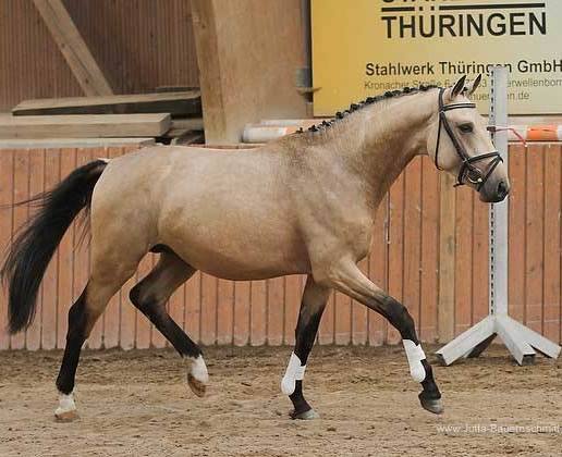 Approved Buckskin Oldenburg Stallion For Sale